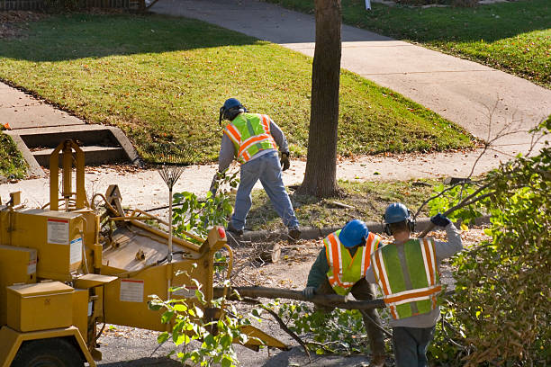 Best Tree Removal for Businesses  in USA